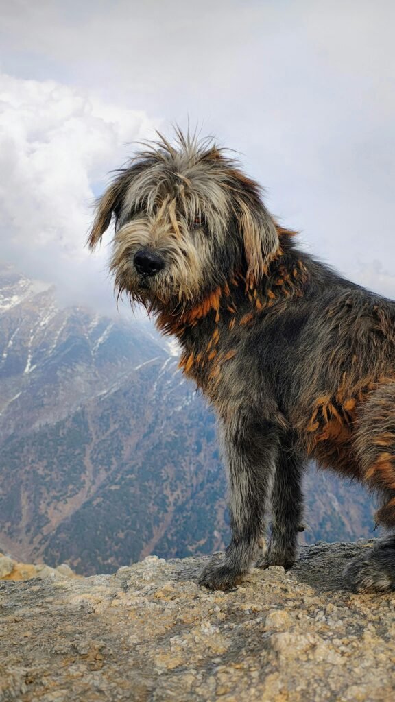 Dog in mountains - hiking with dogs