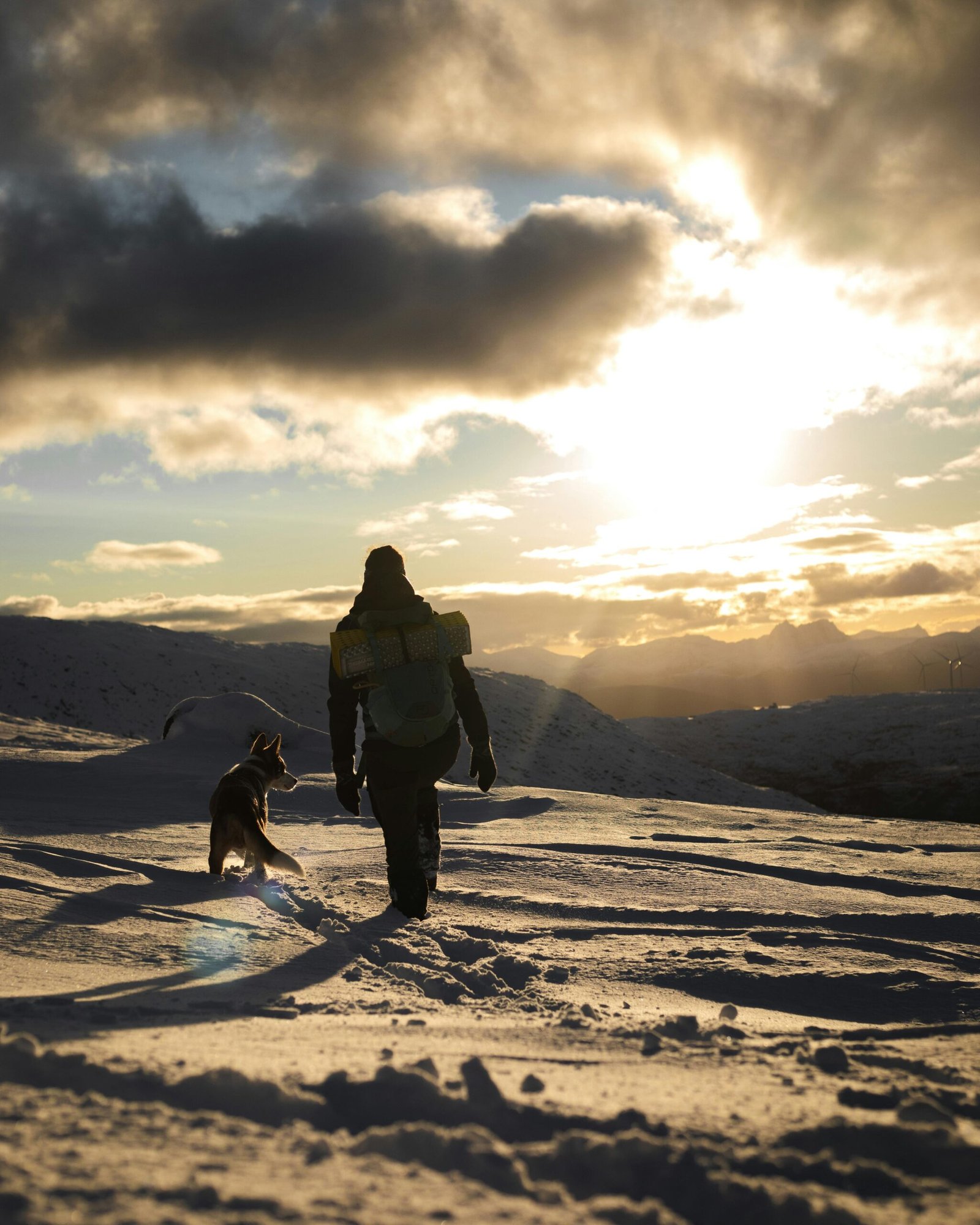 Hiking with Dogs: Trail Etiquette, Gear, and Safety