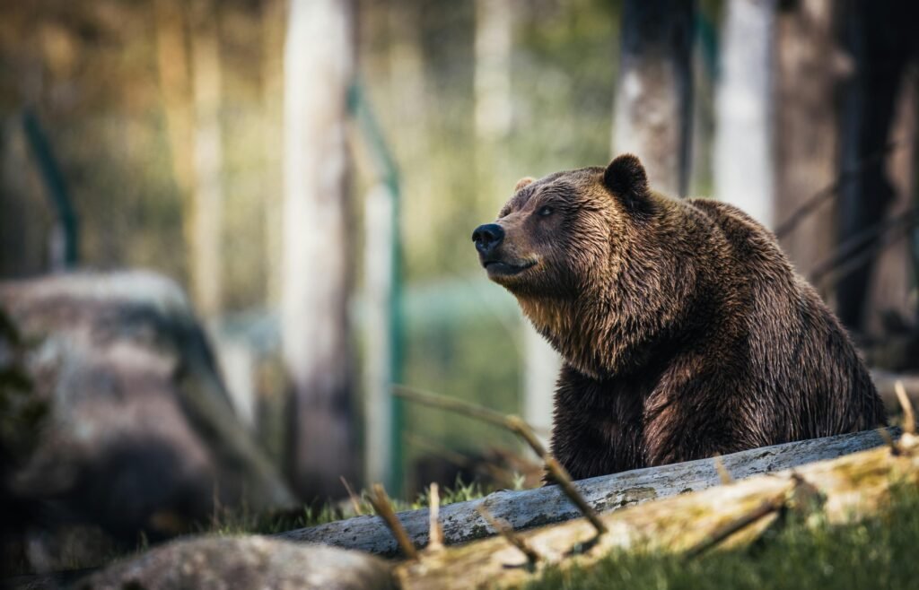 bear checking how campers store food