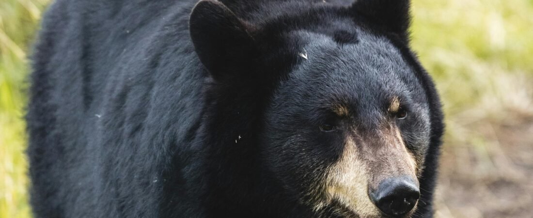 Bear Safety: Hiking in Bear Country – Safety Tips and Gear to Carry