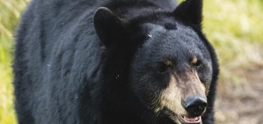 Bear Safety: Hiking in Bear Country – Safety Tips and Gear to Carry